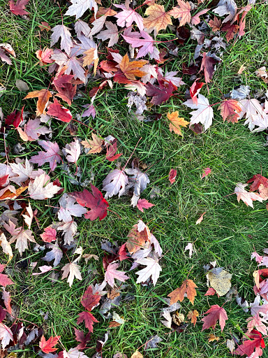 Park «Cambridge City Park», reviews and photos