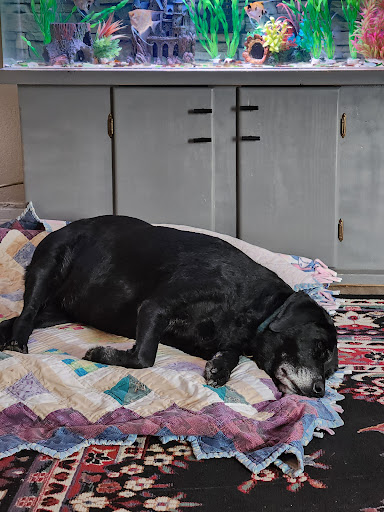 Cut'n Dry Pet Grooming