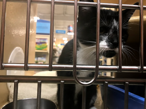 Pet Supply Store «PetSmart», reviews and photos, 9905 E Independence Blvd, Matthews, NC 28105, USA