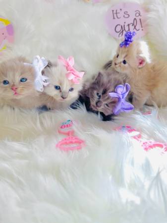 Ragdolls Colorado Cattery: Trusted Ragdoll Kitten Breeder