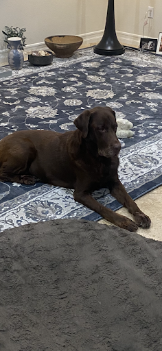 Painter «Ron Romero & Son Painting», reviews and photos, 1311 Cte Maltera, Costa Mesa, CA 92626, USA