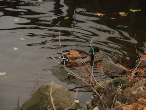 Euclid Beach Park - photo 70
