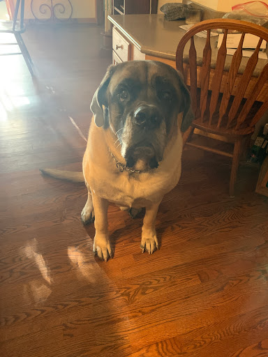 Pet Supply Store «Pet Supplies Plus», reviews and photos, 4332 Kent Rd, Stow, OH 44224, USA