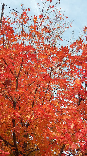 Coffee Shop «Starbucks», reviews and photos, 1364 Centennial Ave, Piscataway Township, NJ 08854, USA