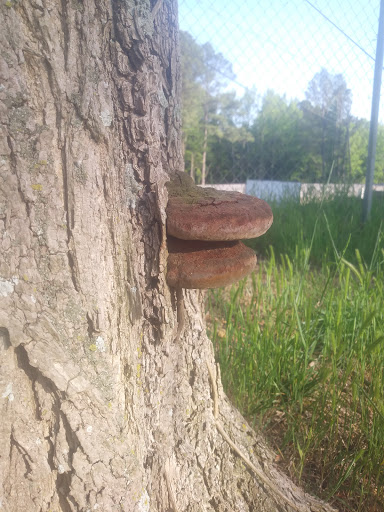 Park «Interstate Park», reviews and photos, 3900 S Arch St, Little Rock, AR 72206, USA