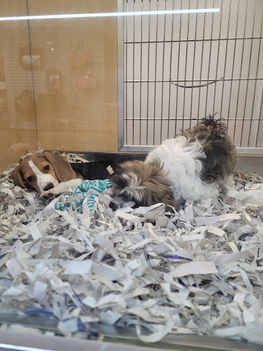 Pet Store «Animal Kingdom», reviews and photos, 5000 S Arizona Mills Cir, Tempe, AZ 85282, USA