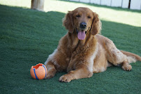 Holiday Pet Hotel - Photo 9 - Car repair in Encinitas, CA, Oceanside