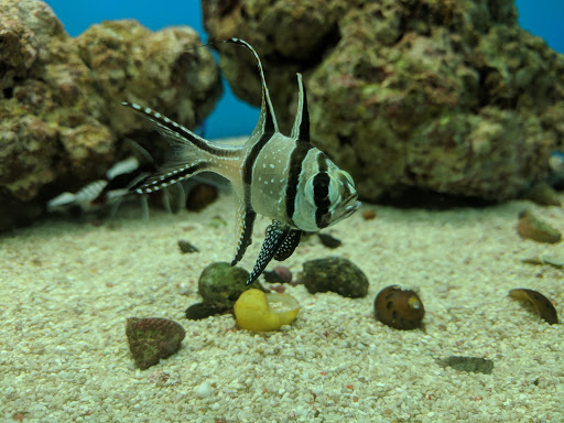 Pet Supply Store «Petco Animal Supplies», reviews and photos, 22 Peninsula Center, Rolling Hills Estates, CA 90274, USA