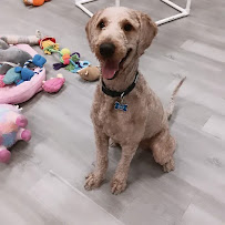 Paw Wow - Photo 7 - Car repair in Las Vegas, NV, Las Vegas