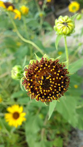 Zoo «Kansas Wildlife Exhibit», reviews and photos, 600-630 Nims N, Wichita, KS 67203, USA