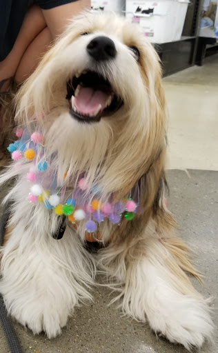 Pet Supply Store «Petco Animal Supplies», reviews and photos, 1680 Campbell Ln, Bowling Green, KY 42104, USA