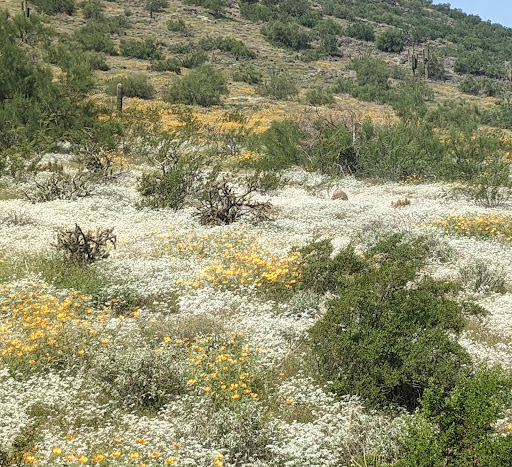 Shea Boulevard Trail