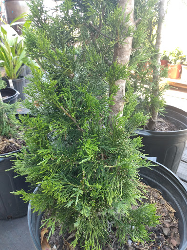 Hardware Store «Ace Home & Garden Ctr», reviews and photos, 3911 E 15th St, Panama City, FL 32404, USA