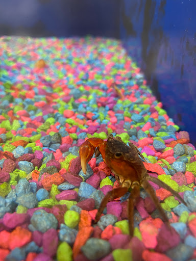 Pet Supply Store «PetSmart», reviews and photos, 4120 E 4th St, Ontario, CA 91764, USA