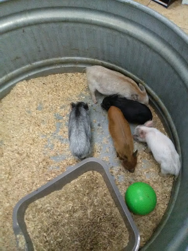 Pet Store «Red Fox Pet Shop», reviews and photos, 2709 S Woodland Blvd, DeLand, FL 32724, USA