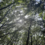 Photo n°1 de l'avis de micio.i fait le 17/08/2021 à 15:49 sur le  Il Bosco di Paliano à Paliano