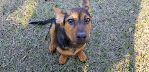 Park «Lutz Dog Park», reviews and photos, 122 1st Ave SW, Lutz, FL 33548, USA