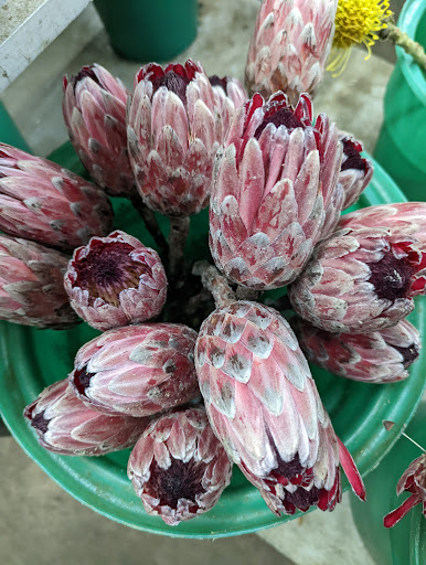 Florist «Norfolk Wholesale Floral», reviews and photos, 601 E Brambleton Ave, Norfolk, VA 23510, USA