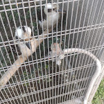 Photo n°9 de l'avis de Giovanni.b fait le 01/01/2022 à 19:40 sur le  La Cortigiana Del Re à Somma Vesuviana