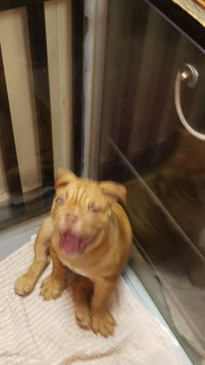 Pet Store «Furry Babies Inc», reviews and photos, 3340 Mall Loop Dr, Joliet, IL 60431, USA