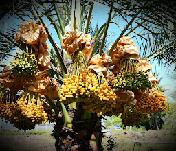 สวนทรัพย์นภาพรอินทผลัม photo