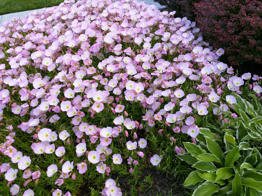 American Restaurant «Cracker Barrel Old Country Store», reviews and photos, 8225 N Church Rd, Kansas City, MO 64158, USA