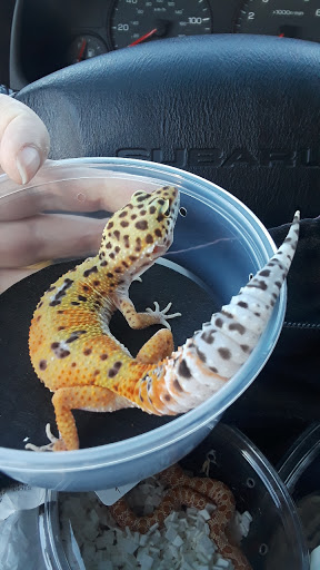 Reptile Store «Cleveland Reptile Show», reviews and photos, 17250 Hummel Rd, Brook Park, OH 44142, USA