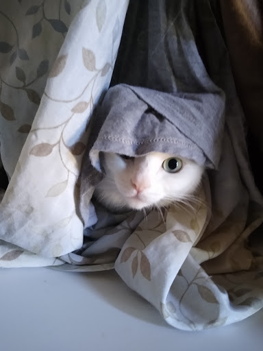 Pet Store «El Granero Pet Shop», reviews and photos, 15700 Atlantic Ave, Compton, CA 90221, USA