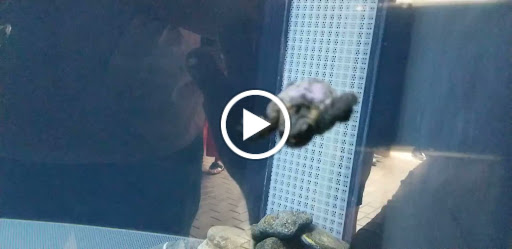 Aquarium «Mote Marine Laboratory & Aquarium», reviews and photos, 1600 Ken Thompson Pkwy, Sarasota, FL 34236, USA