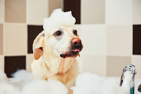 Dirty Dog - psí salon a wellness