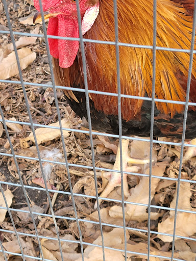 Chicken hatchery Hampton