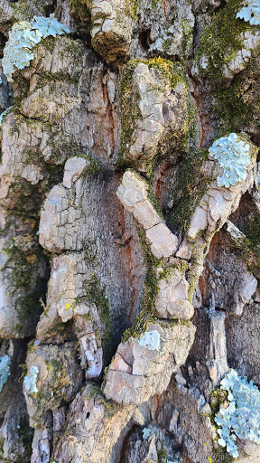Tourist Attraction «Greensfelder Memorial Shelter», reviews and photos, 13236 Streetcar Dr, Maryland Heights, MO 63043, USA