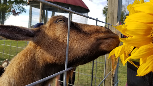 Pumpkin Patch «CornFun Corn Maze Adventure And Pumpkin Patch», reviews and photos, 9391 Lindsey Ln, Casco, MI 48064, USA