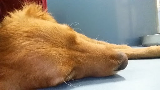 Pet Supply Store «Care-A-Lot Pet Supply Oyster Point», reviews and photos, 301 Oyster Point Rd, Newport News, VA 23602, USA