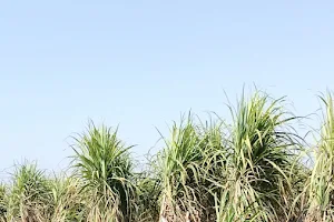 ਵਿਰਾਸਤੀ ਗੁੜ Virasti Jaggery - ਵਿਰਾਸਤੀ ਗਨੇਰੀ - Virasti Sugarcane Bites| Organic Jaggery in Punjab image