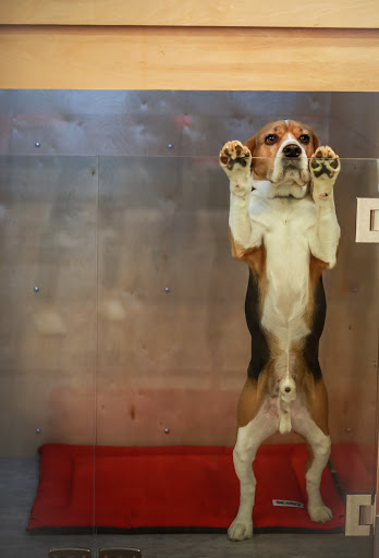 Dog Day Care Center «The Bowhaus Pet Company», reviews and photos, 2472 E Colorado Blvd, Pasadena, CA 91107, USA