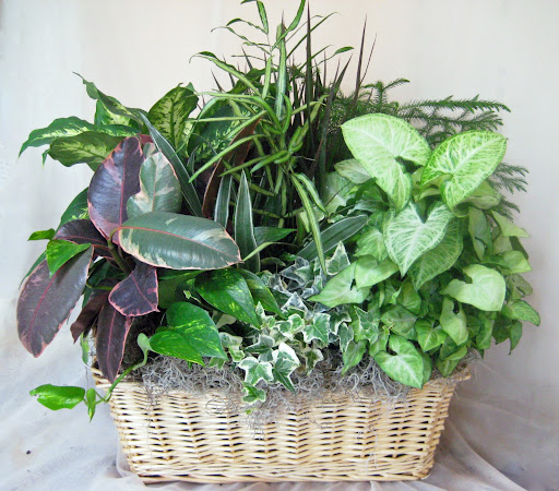 Florist «Coleman Florist Inc», reviews and photos, 4000 E Genesee St, Syracuse, NY 13214, USA