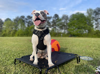 Kaizen Canine - Photo 4 - Car repair in , Sandy Springs