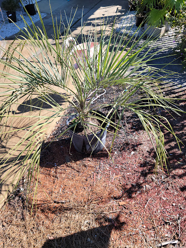 Hardware Store «Ace Home Helpers», reviews and photos, 17760 Panama City Beach Pkwy, Panama City Beach, FL 32413, USA