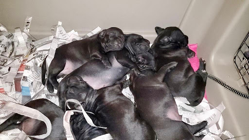 Pet Supply Store «Ace Pet Supply & K-9 Center Inc», reviews and photos, 206 Vanderpool St, Newark, NJ 07114, USA