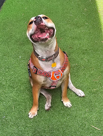 Living The Pet Life LLC. - Photo 7 - Car repair in , Hialeah