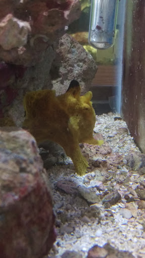 Tropical Fish Store «Union Aquarium & Pet Supplies Inc», reviews and photos, 1617 Union St # 2, Schenectady, NY 12309, USA