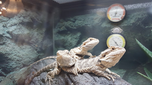 Pet Supply Store «Petco Animal Supplies», reviews and photos, 1350 S Ironton St #120, Aurora, CO 80012, USA