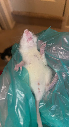 Pet Supply Store «Your Pet Experts», reviews and photos, 1665 State Hill Rd #490, Wyomissing, PA 19610, USA