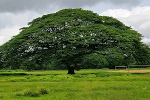 Victorian Grand Old Tree Palakkad image