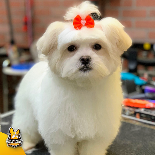 Pet Supply Store «Bully Zone Pet Supplies & Pet Grooming», reviews and photos, 1409 McCarter Hwy, Newark, NJ 07104, USA