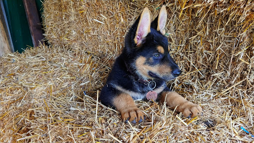 Dog Trainer «Awesome Dawgs Dog Training LLC», reviews and photos, 3052 Pricetown Rd, Temple, PA 19560, USA