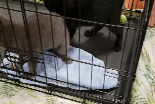 Pet Supply Store «PetSmart», reviews and photos, 111 Nassau Park Blvd, Princeton, NJ 08540, USA