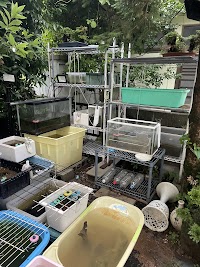 小ちゃなメダカ屋さん