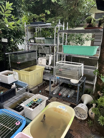 小ちゃなメダカ屋さん